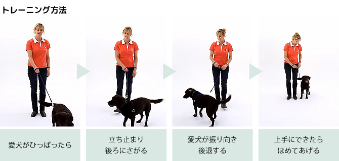 トレーニング方法：愛犬が引っ張ったら　→　立ち止まり後ろに下がる　→　愛犬が振り向き後退する　→　上手にできたらほめてあげる！
