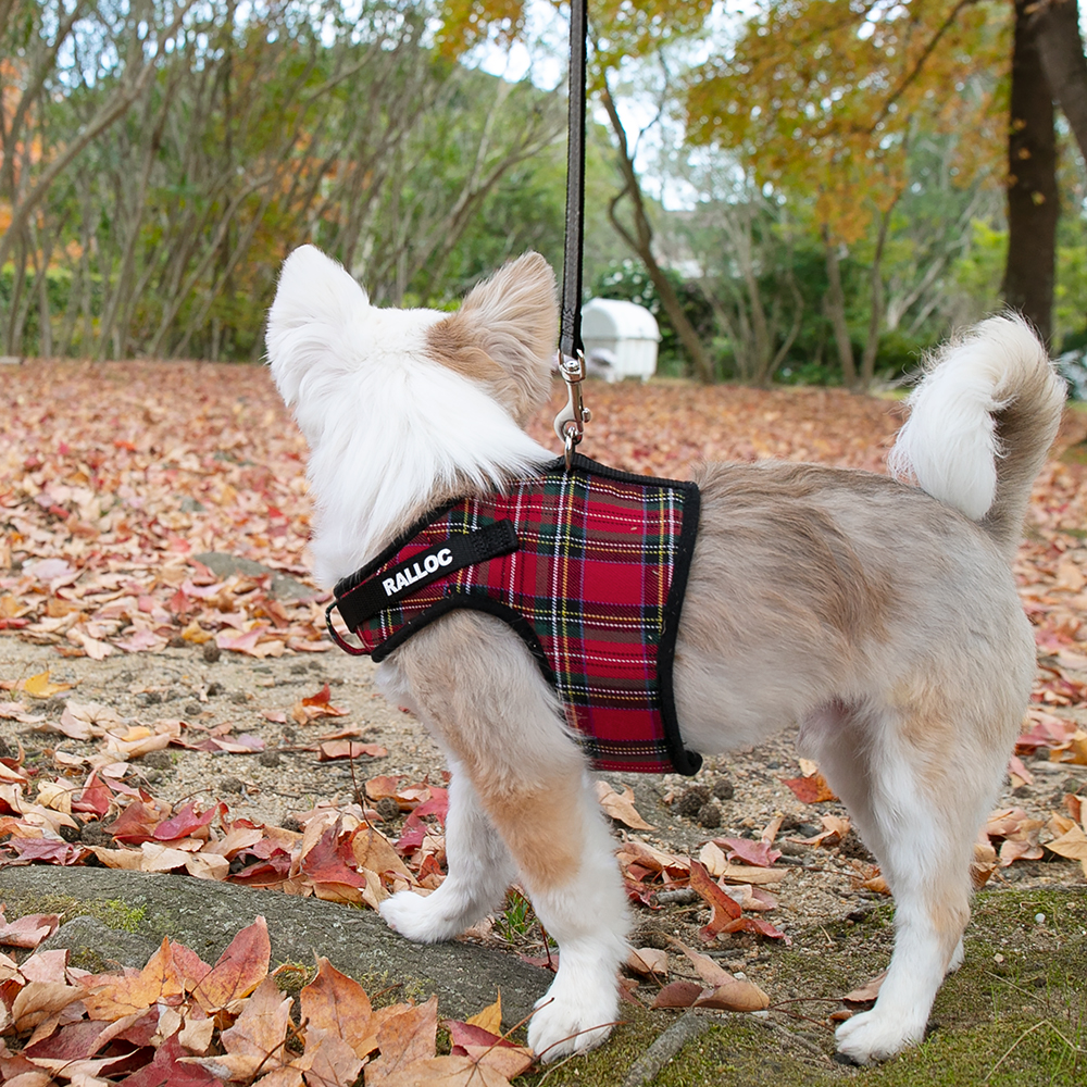 【超小型犬用・小型犬用胴輪】 シンプルベストハーネス ファッション タータンレッド 装着写真