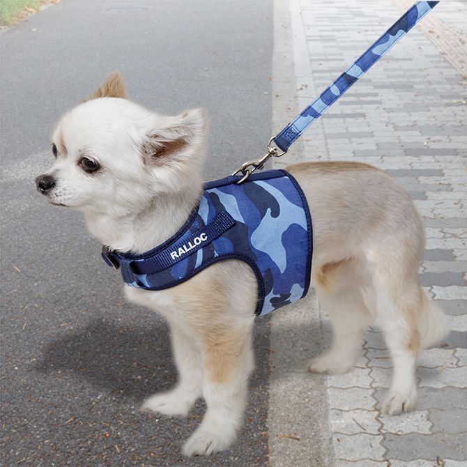 【超小型犬用・小型犬用胴輪】 シンプルベストハーネス ファッション 迷彩ブルー 装着写真