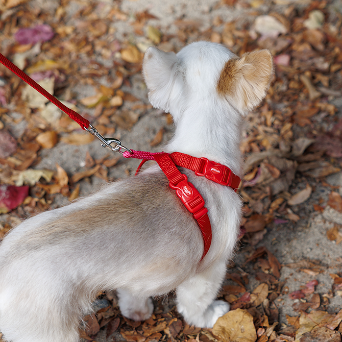 【超小型犬用・小型犬用胴輪】 ツービーハーネス ベーシック 色：赤 お散歩写真