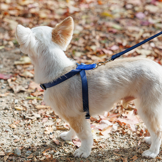 【超小型犬用・小型犬用胴輪】 ツービーハーネス ベーシック 色：紺 お散歩写真