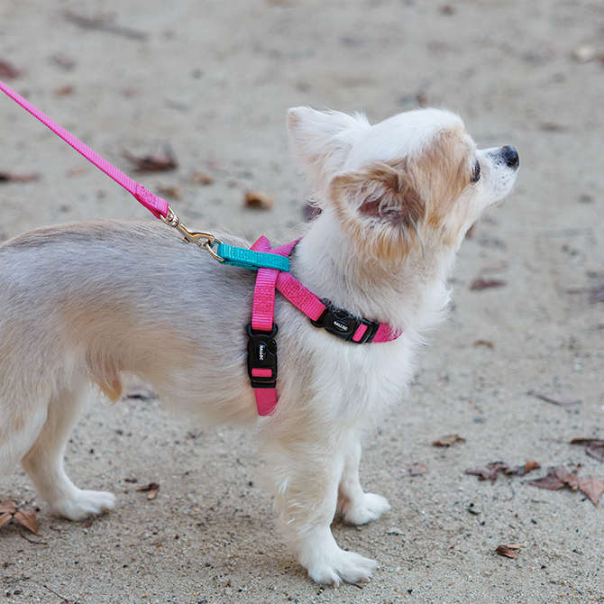 【超小型犬用・小型犬用胴輪】 ツービーハーネス ベーシック 色：ピンク お散歩写真