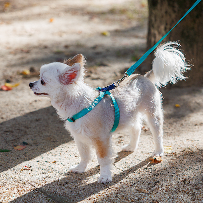 【超小型犬用・小型犬用胴輪】 ツービーハーネス ベーシック 色：青緑 お散歩写真