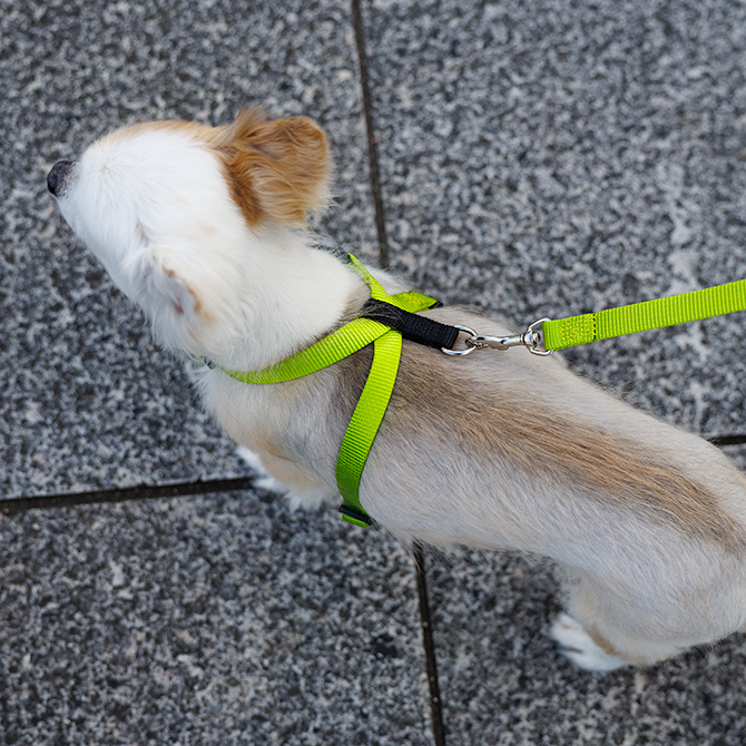 【超小型犬用・小型犬用胴輪】 ツービーハーネス ベーシック 色：黄緑 お散歩写真