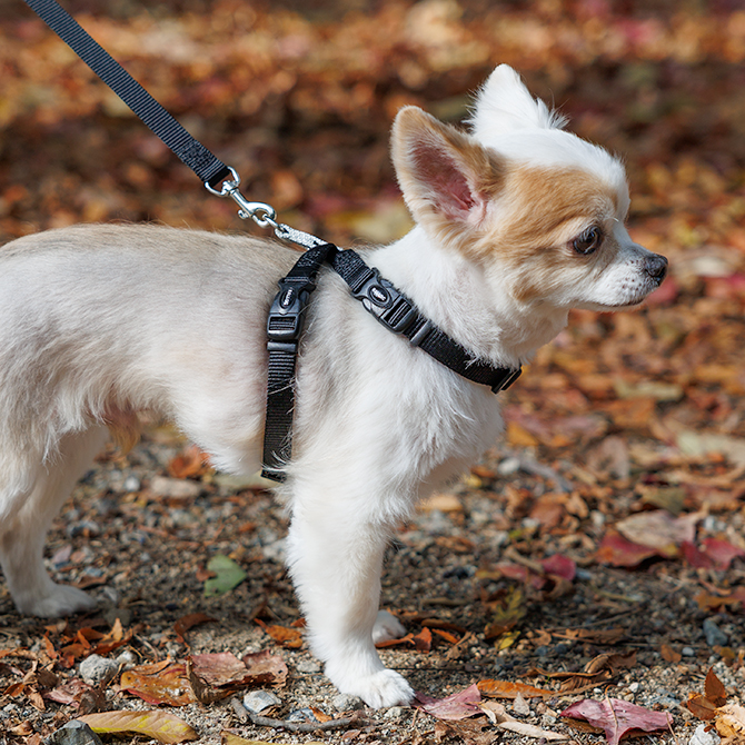 【超小型犬用・小型犬用胴輪】 ツービーハーネス ベーシック 色：黒 お散歩写真